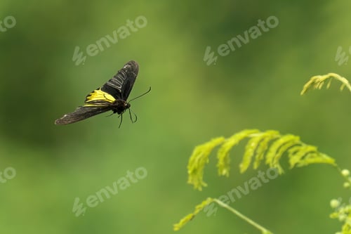 Preview: Mountain birdwing soaring through the air against a backdrop of lush green foliage