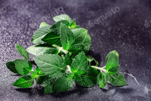 Preview: Rama Tulsi, the Indian Holy Basil, selective focus. Ocimum sanctum plant, ayurvedic herb