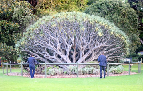 Preview: Two men looking at this most unusual tree in Sydney's Botanical Garden