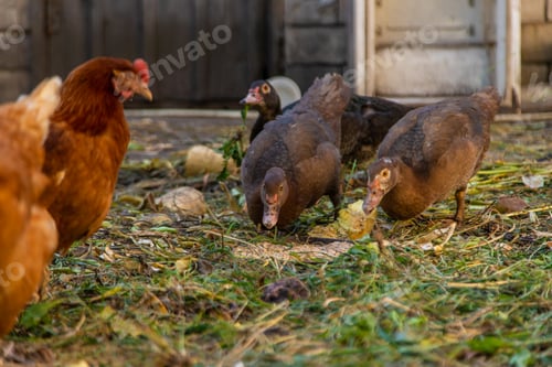 Preview: Chickens and ducks on a farm. Selective focus.