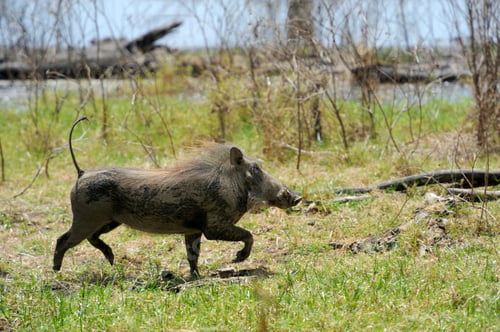 Preview: Warthog