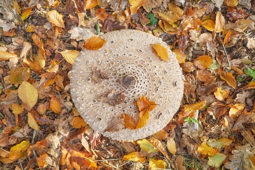 Preview: Cap of the parasol mushroom, selective focus.