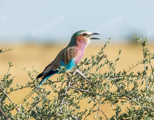 Preview: A Scenic Botswana Wildlife pictures