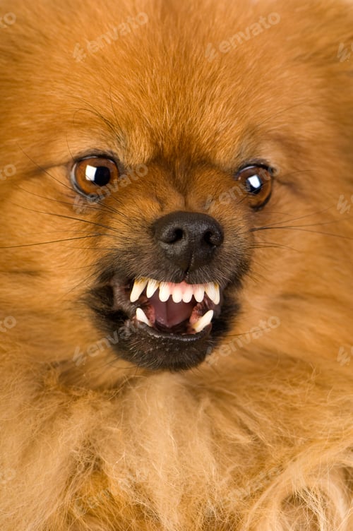 Preview: Spitz (3 years)