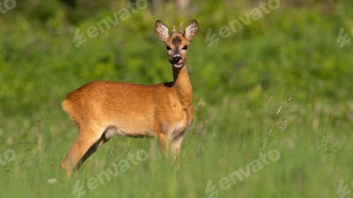 Preview: Roe deer with growing antlers licking on grass in summer