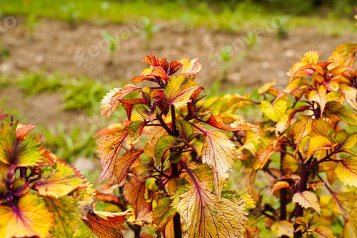 Preview: Coleus