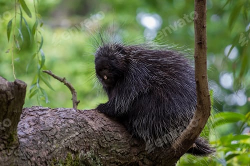 Preview: Black new world porcupine sitting on a tree branch with a blurred background