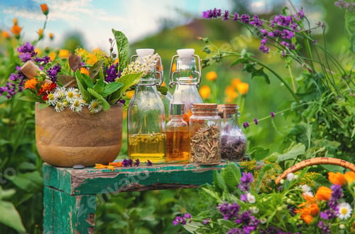 Preview: Plants and herbs, nature, alternative medicine. Selective focus.