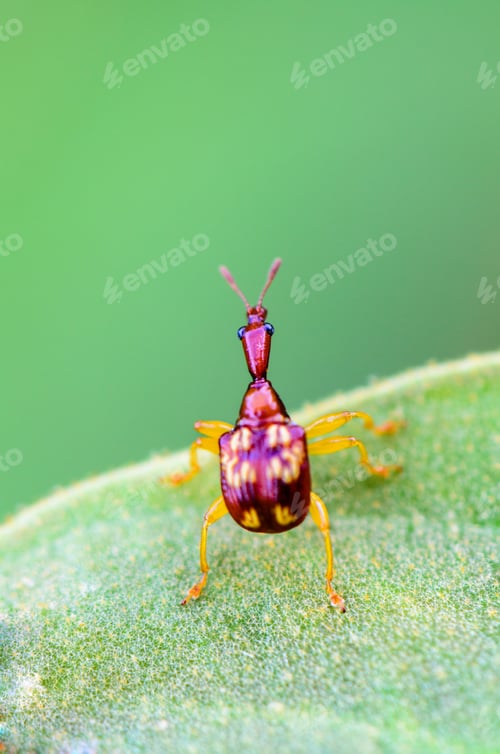 Preview: Close up Leaf Rolling Weevil or Giraffe Weevil