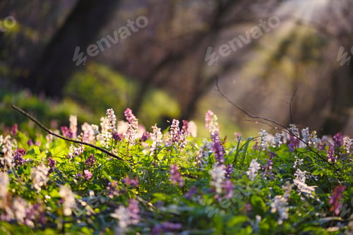 Preview: Spring forest with blooming Corydalis cava flowers