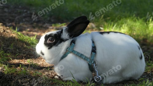 Preview: side view of pet bunny rabbit animal outdoors in nature on grass