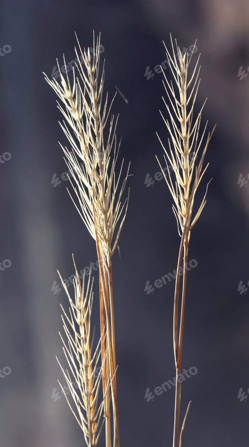 Preview: sunlight falling on wild plants