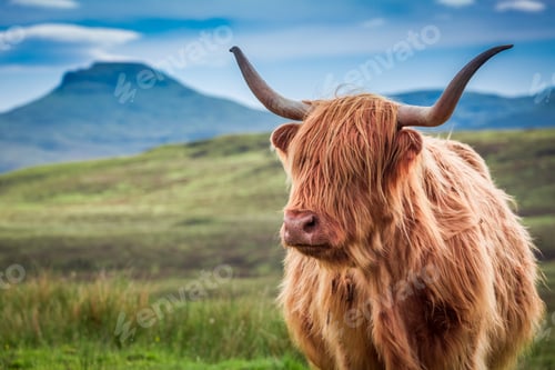 Preview: Furry highland cow in Isle of Skye, Scotland