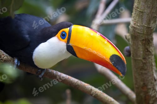 Preview: Close up of beautiful Toco Toucan (Ramphastos toco)