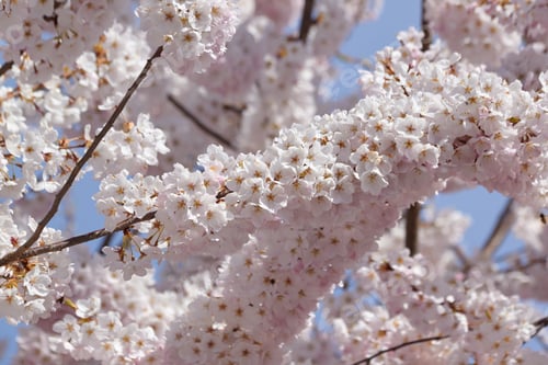 Preview: Spring White and Pink Cherry Blossom Branches