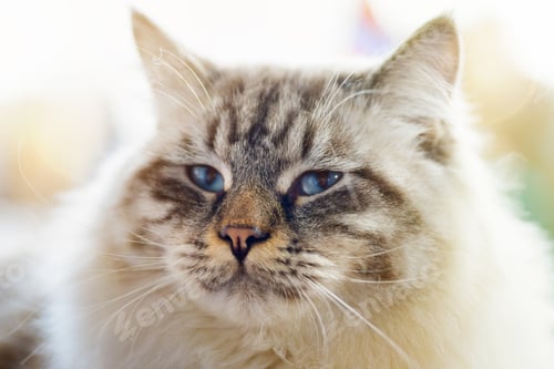 Preview: Ragamuffin cat