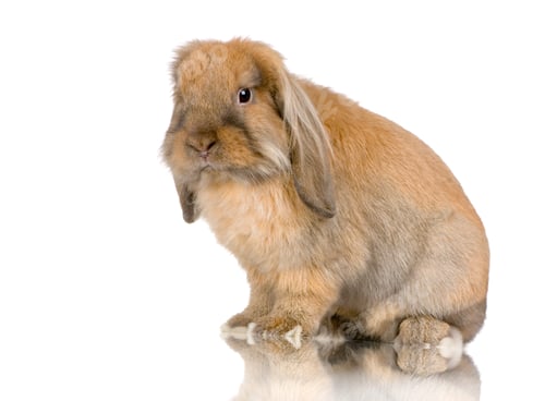 Preview: Lop Rabbit