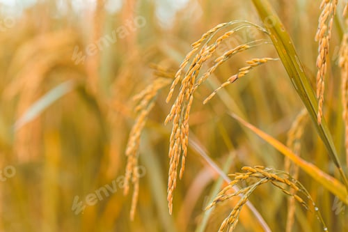 Preview: close up of yellow green rice field