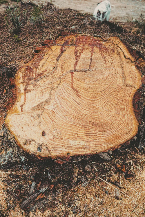 Preview: Cut pine log in natural outdoors scene
