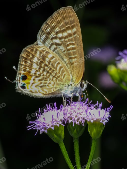 Preview: butterfly on purple flower