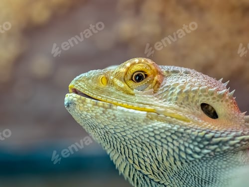 Preview: Close up of a bearded dragon lizard