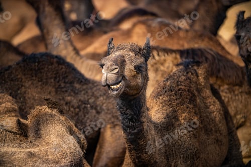 Preview: Camels at the Pushkar Fair Rajasthan, India.