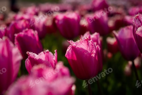 Preview: Lilac tulips close-up in the garden. Spring purple background