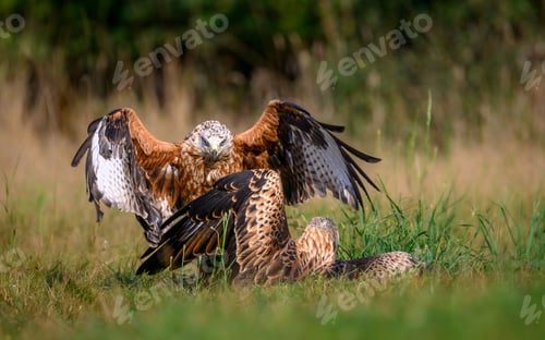 Preview: Two red kites squabbling over prey in a grassy field with a blurred background