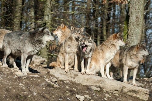 Preview: wolf, pack, togetherness, group, wilderness