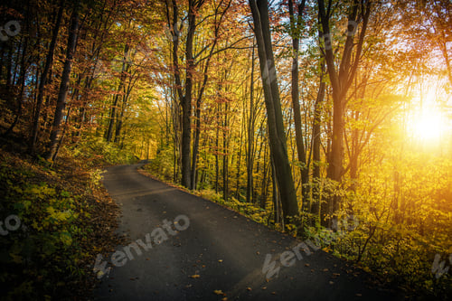 Preview: Fall Foliage Forest Route
