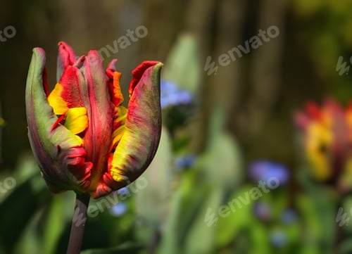 Preview: Field of blooming colorful tulips under the sun