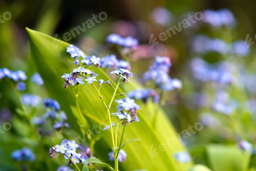 Preview: Small violet flowers blooming in spring garden.
