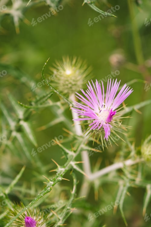 Preview: Plant with purple spikes in the middle of the forest.