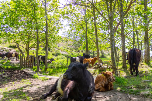 Preview: Cows Resting in a Shaded Forest Glade