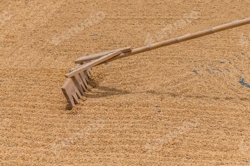 Preview: Rice farm, Ancient or old agriculture tools from wood like broom to drying rice grains