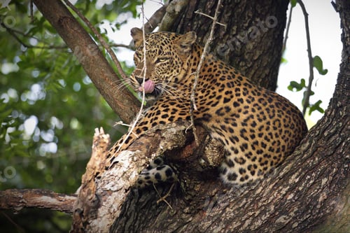 Preview: Close-up shot of an Africa leopard sitting on a tree during the day in Sri Lanka