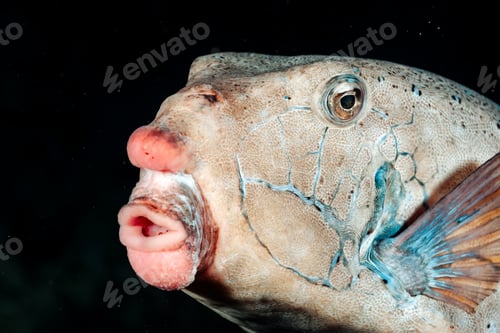 Preview: Strange Beauty of a Starry Triggerfish in the Red Sea Depths