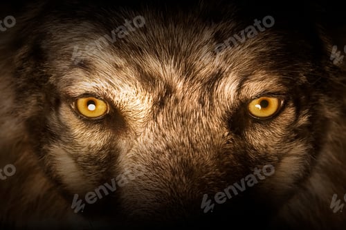 Preview: wolf, eye, head, face, wilderness