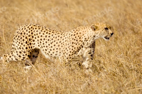 Preview: cheetah Masai mara Kenya
