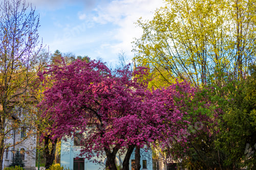Preview: Purple blooming tree and a house in the background