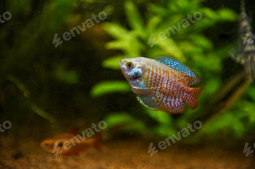 Preview: Dwarf gourami (Colisa lalia) fish swims in an aquarium on a green background