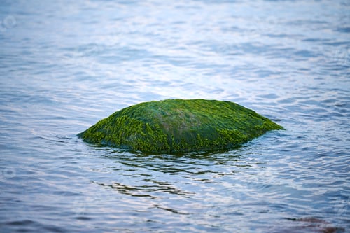 Preview: Green seaweed sea algae covered stone in sea water, beautiful wet sea moss close up