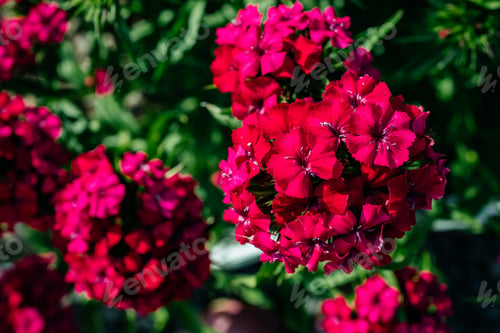 Preview: Pink purple red dianthus flower carnations growing blooming in the garden