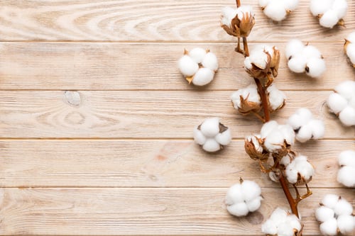 Preview: Autumn Floral composition. Dried white fluffy cotton flower branch top view