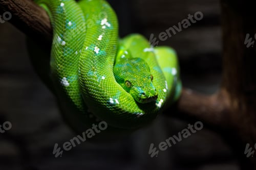 Preview: Green snake