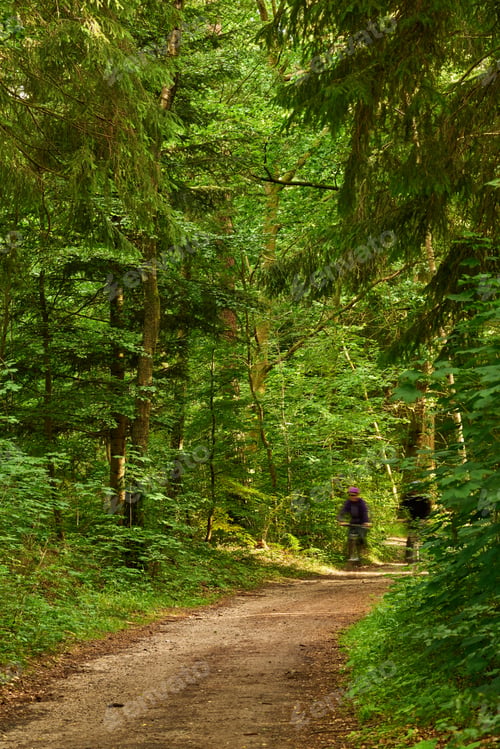 Preview: The forest in springtime