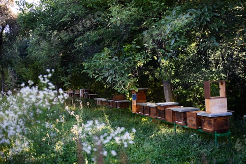Preview: Wooden beehives under trees in the apiary