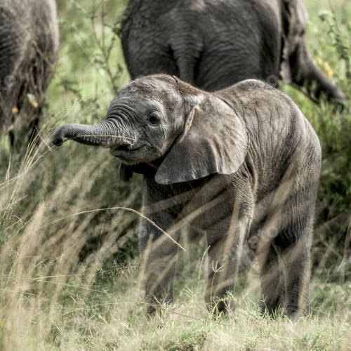 Preview: Calf elephant in Serengeti National Park