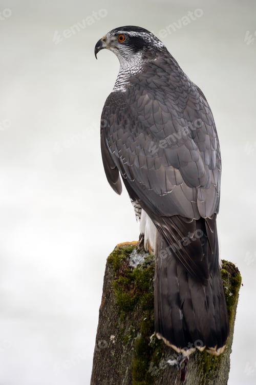 Preview: Vertical shot of a Goshawk bird perched on a wooden stump