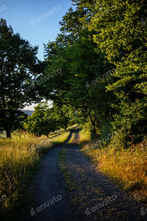 Preview: Vertical shot of a path in the forest on a sunny day